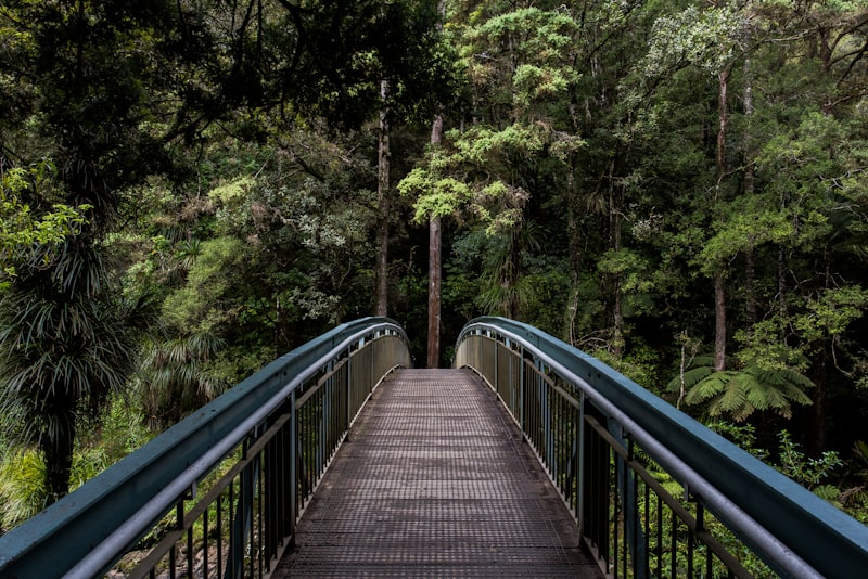 A calm forest path with soft light through the trees, suggesting slow, open breathing.