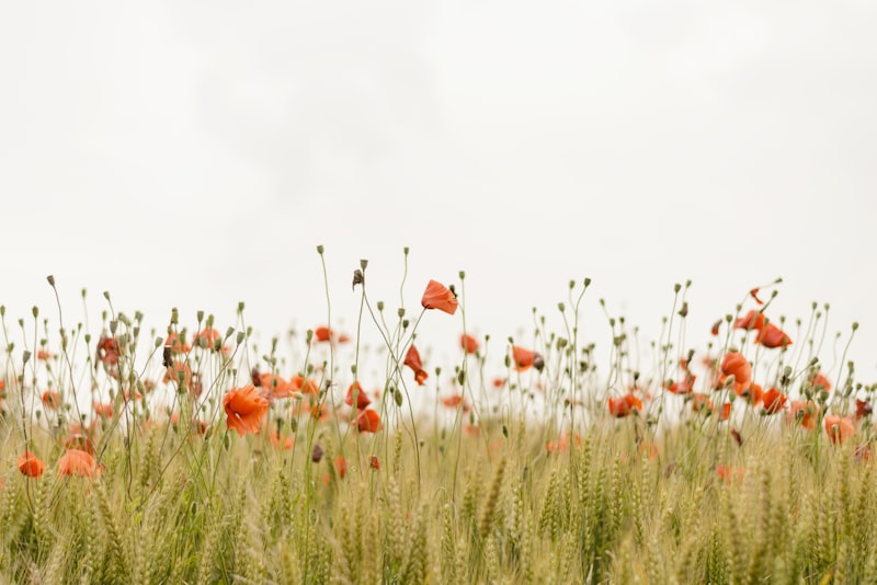 A quiet field of yellow wildflowers under a soft, open sky.